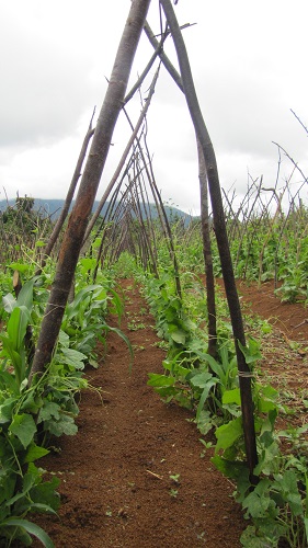 Alam Sehat Lestari (ASRI)