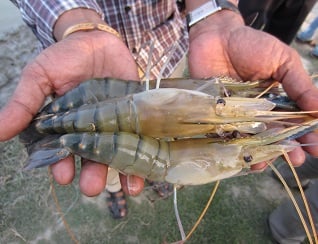 Bangladesh Shrimp & Fish Foundation (BSFF)