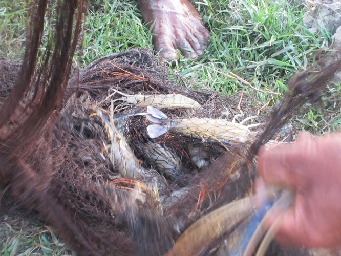 Bangladesh Shrimp & Fish Foundation (BSFF)