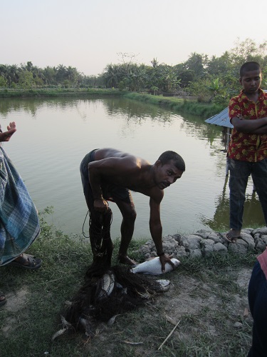 Bangladesh Shrimp & Fish Foundation (BSFF)