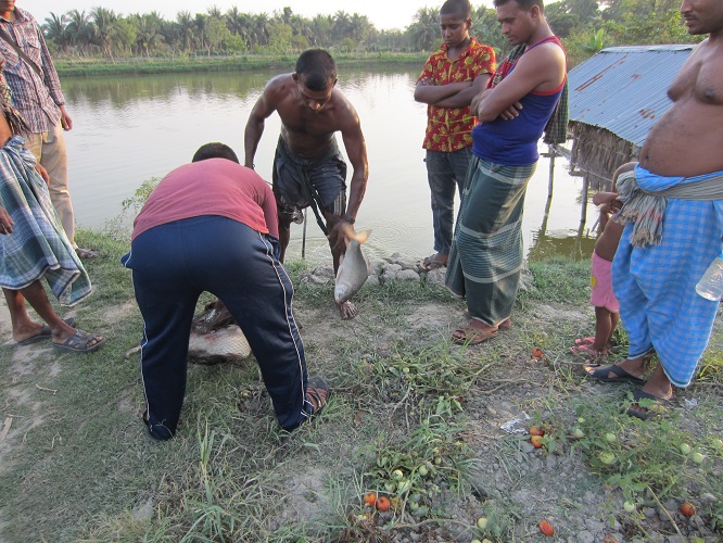 Bangladesh Shrimp & Fish Foundation (BSFF)