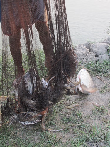 Bangladesh Shrimp & Fish Foundation (BSFF)