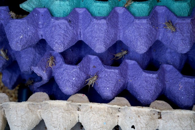 Costa Rica Insect Company (CRIC)