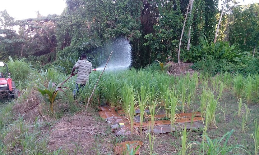 Caribbean Sea and Air Marketing (CSAM)