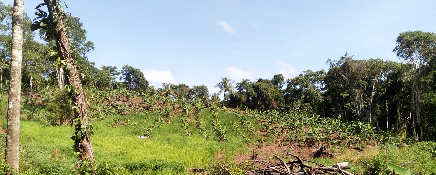 Caribbean Sea and Air Marketing (CSAM)