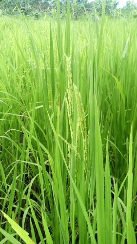 Caribbean Sea and Air Marketing (CSAM)