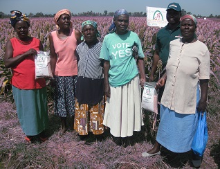 Dryland Seed Limited