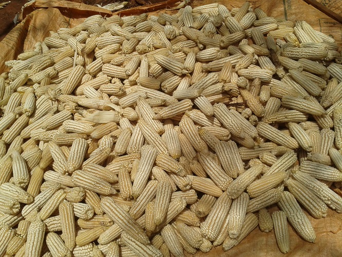 Dryland Seed Limited