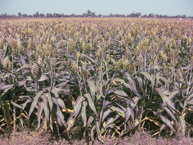 Dryland Seed Limited