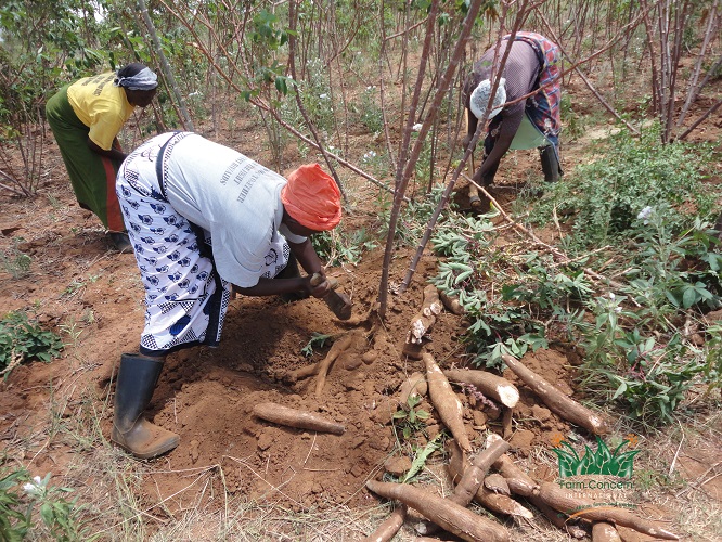 Farm Concern International (FCI) 