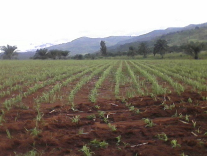 Grassland Cameroon