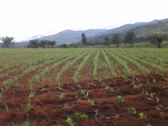 Grassland Cameroon