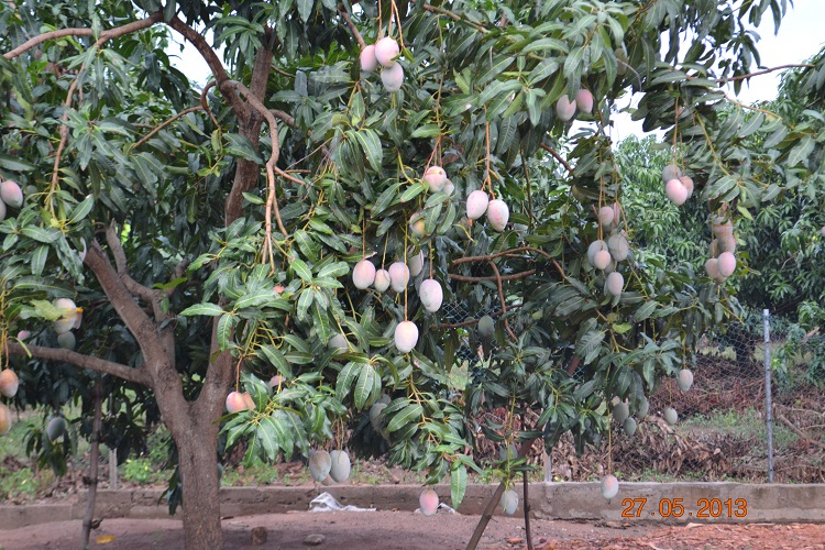 Green Village Plan Development