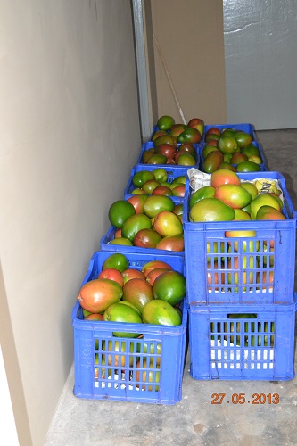 Green Village Plan Development