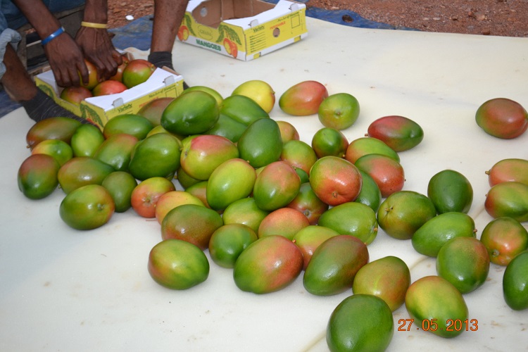 Green Village Plan Development