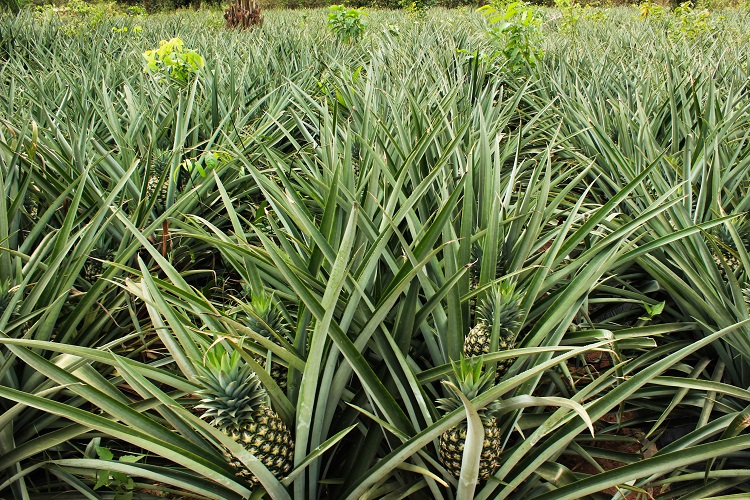 Green Village Plan Development