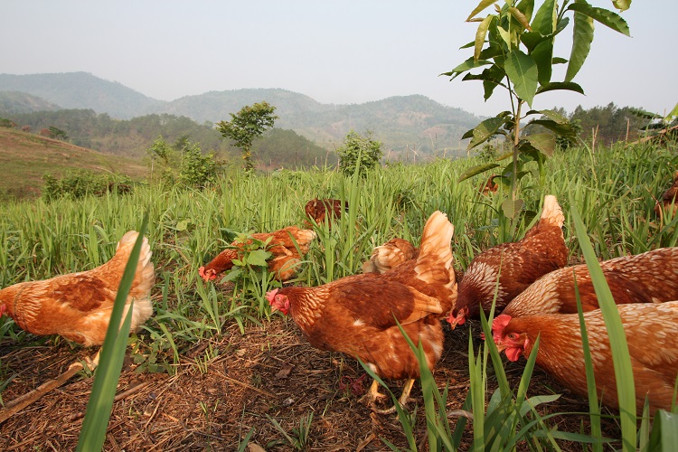 Hilltribe Organics Limited