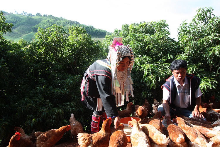 Hilltribe Organics Limited