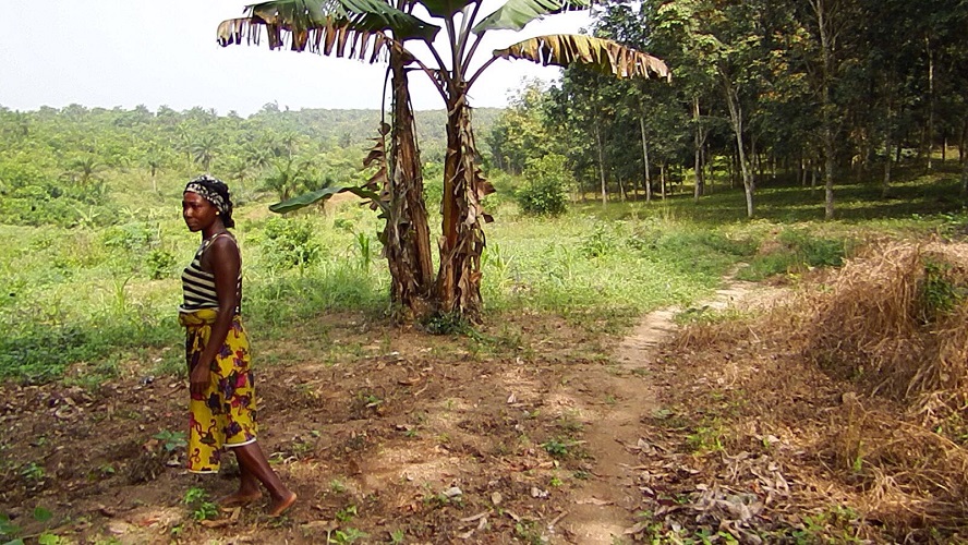 Icarus International