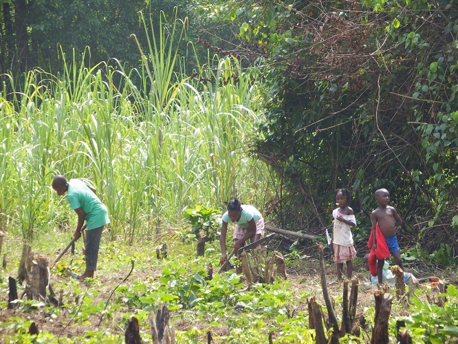 Icarus International