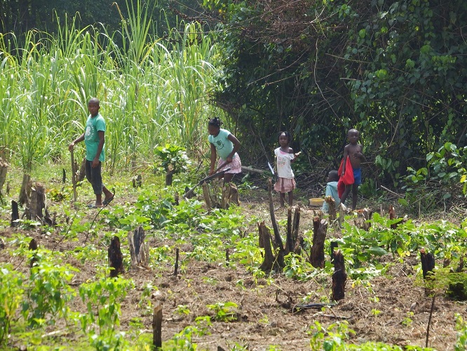 Icarus International