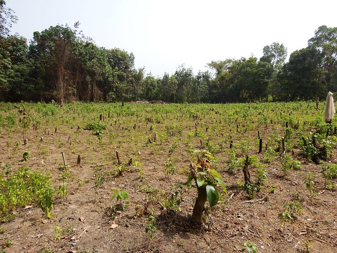 Icarus International