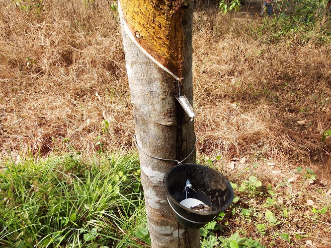 Icarus International