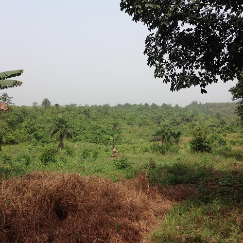 Icarus International