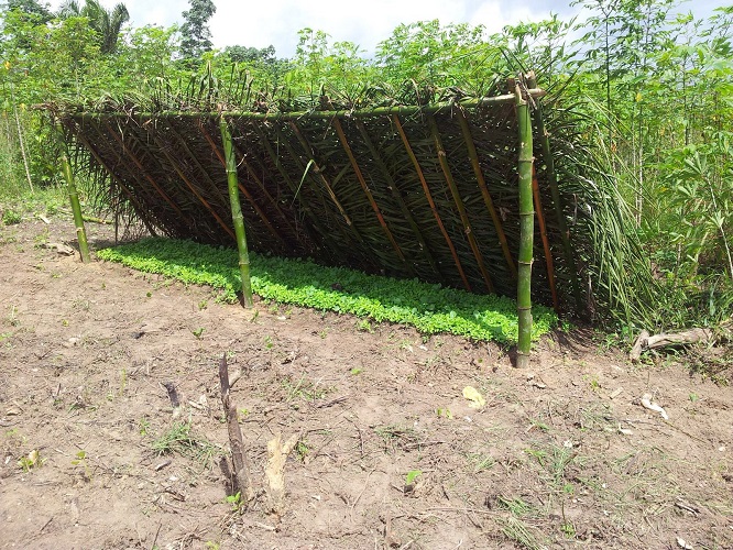 Icarus International