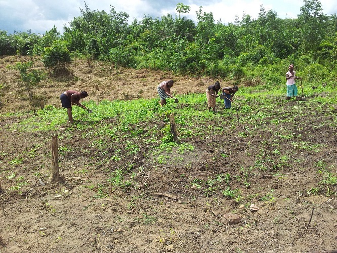 Icarus International