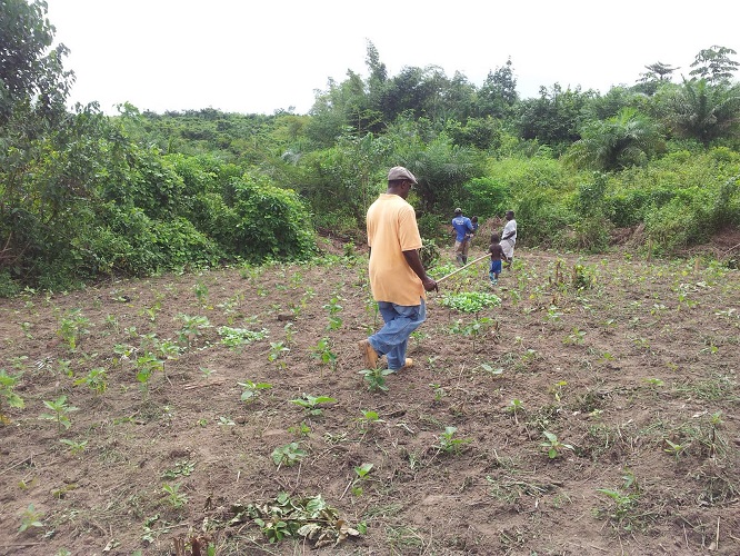 Icarus International