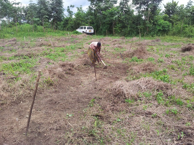 Icarus International