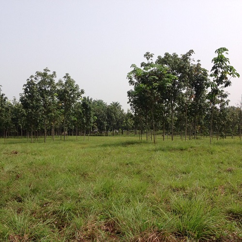 Icarus International