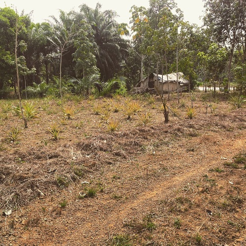 Icarus International