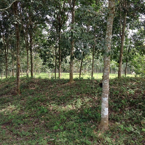 Icarus International