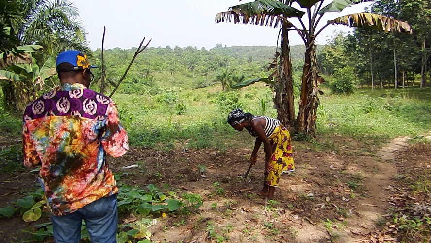 Icarus International