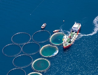 International Institute for Sustainable Development (IISD)