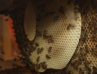 Jasmine Bee
