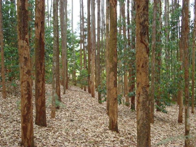 Kenya Forest Growers Association