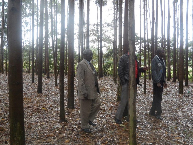 Kenya Forest Growers Association