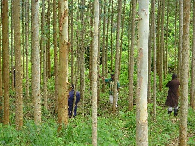 Kenya Forest Growers Association