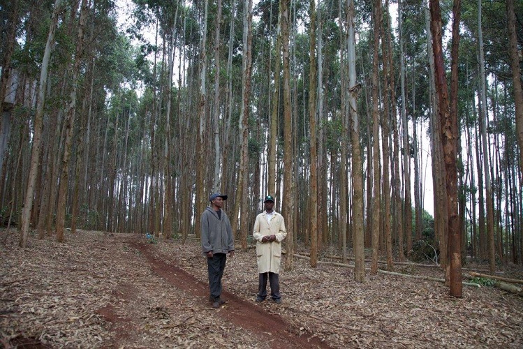 Kenya Forest Growers Association