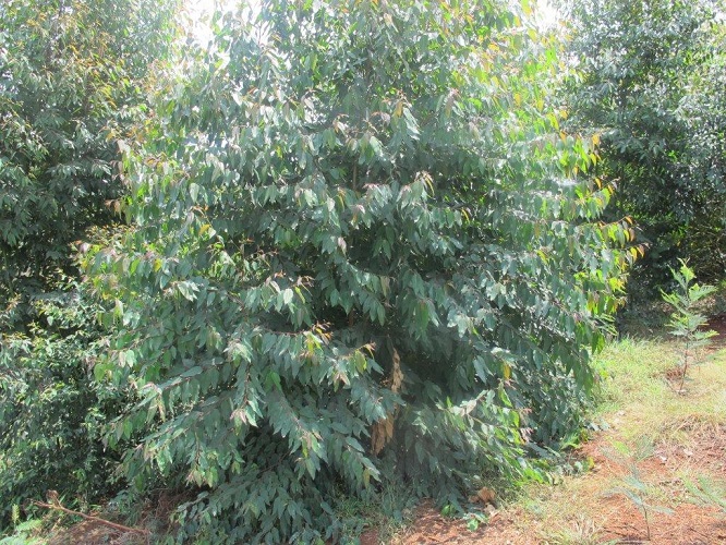 Kenya Forest Growers Association