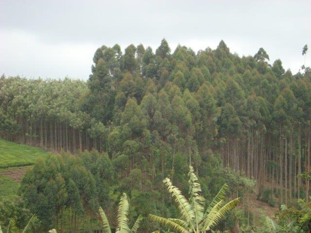 Kenya Forest Growers Association