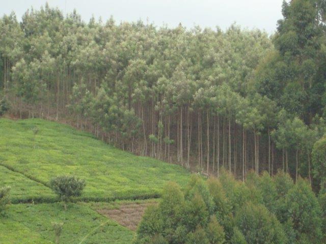 Kenya Forest Growers Association