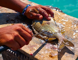 Organisation of Eastern Caribbean States (OECS)