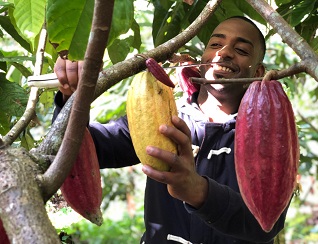 Rainforest Chocolate