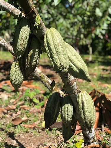 Rainforest Chocolate