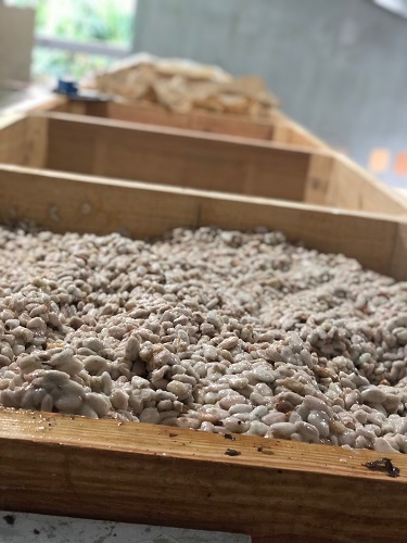 Rainforest Chocolate