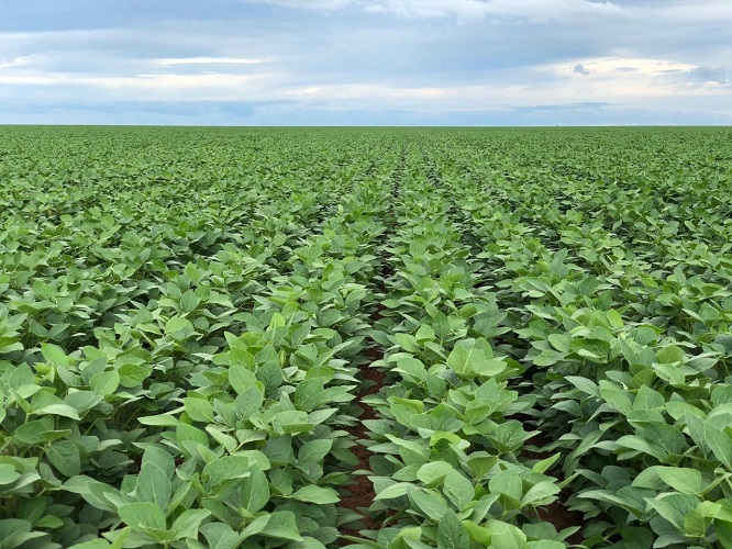 Solubio Tecnologias Agrícolas